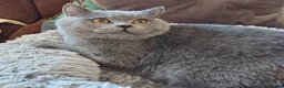 British Shorthair cats for sale: British Shorthair with pedigree kittens for sale.  - Advert 3