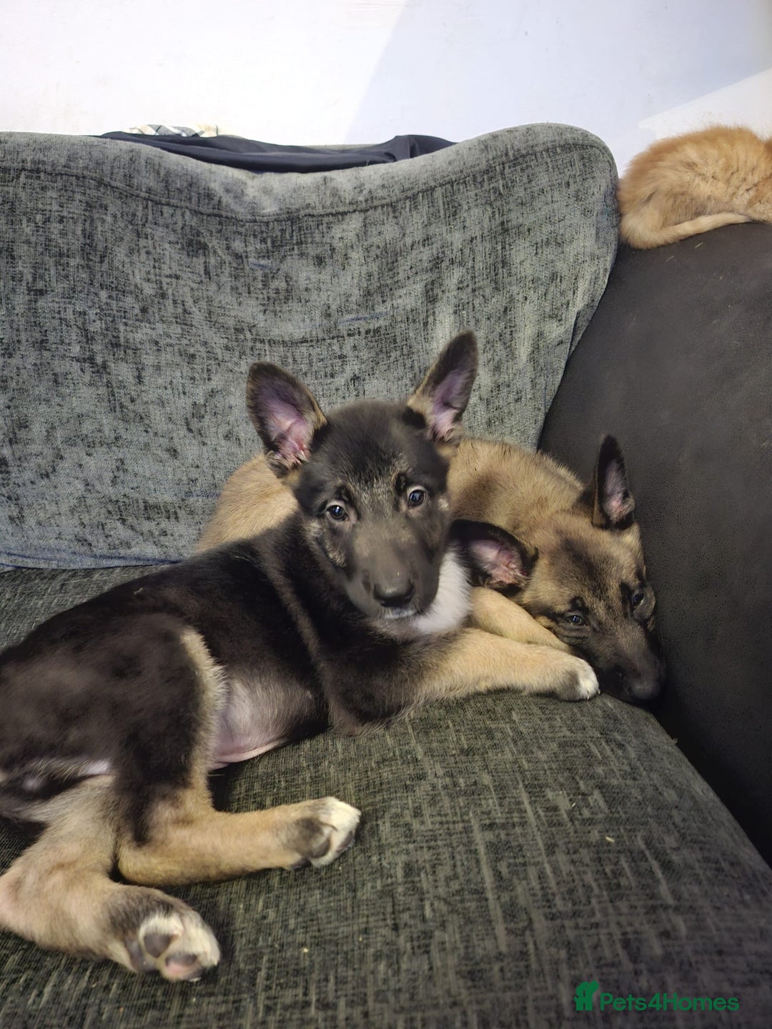 Belgian Shepherd Dog dogs for sale: 2 beautiful 8 week old Belgian shepherd dog - Advert 5