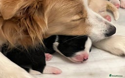 Border Collie dogs for sale: Border Collie Puppies (DNA clear tested parents) - Image 2