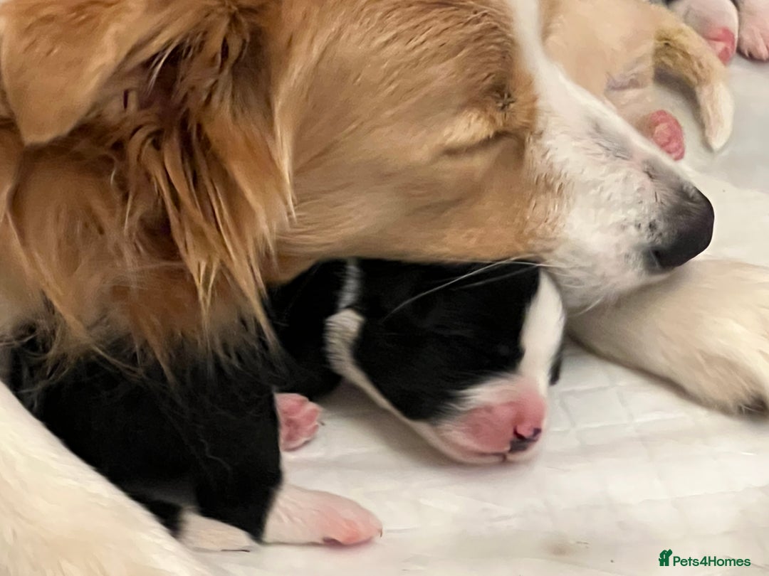 Border Collie dogs for sale: Border Collie Puppies (DNA clear tested parents) - Image 2