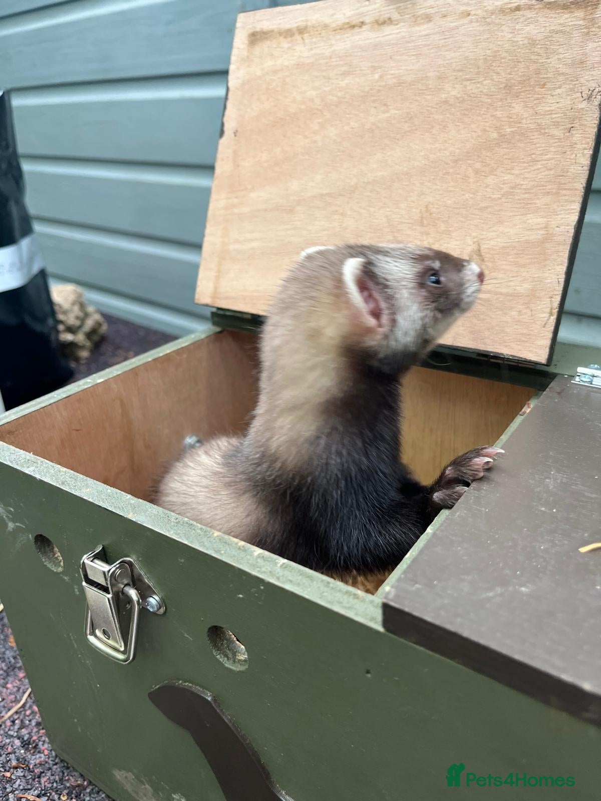 Ferret rodents for sale: Beautiful ferrets 9 weeks old  - Advert 10