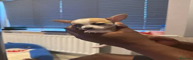Chihuahua Puppy 3