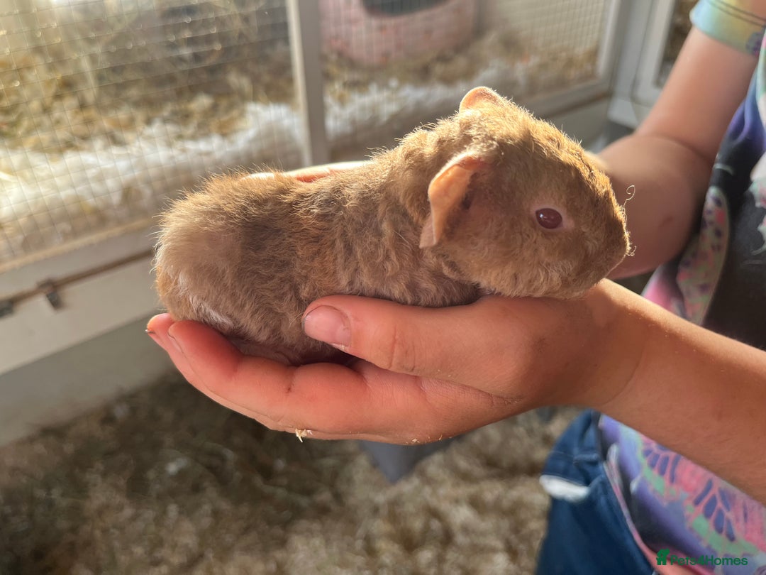 Guinea Pig rodents for sale: Purebred baby teddy guinea pigs - Image 1