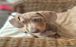 Dachshund dogs for sale: Kc isabella dapples boys - Image 8