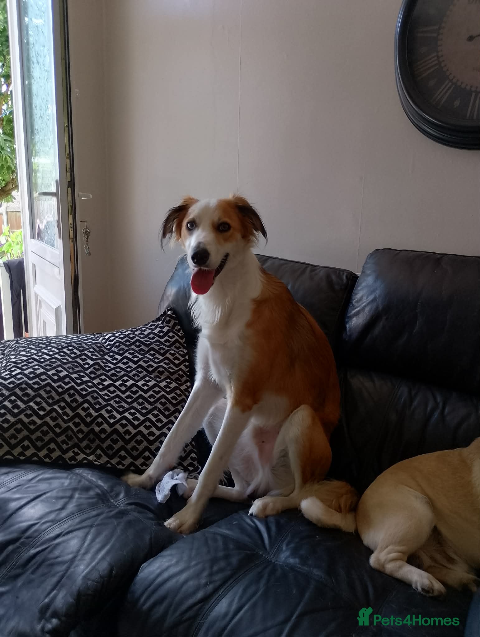 Mixed Breed dogs Saluki x border collie - Advert 1