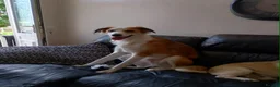 Mixed Breed dogs for sale: Saluki x border collie - Advert 1
