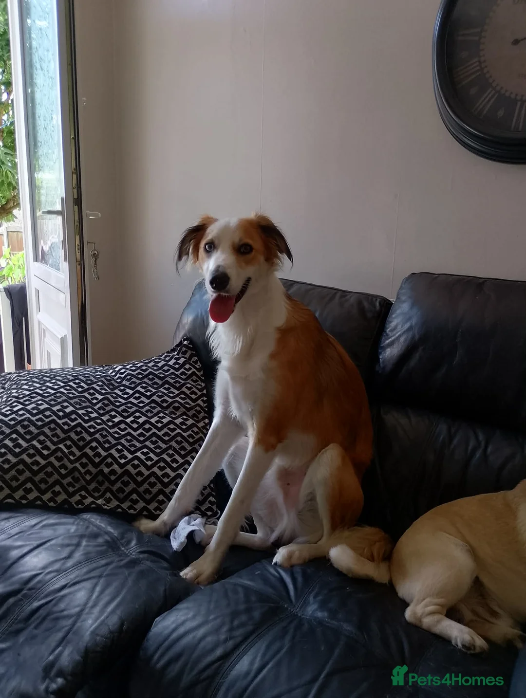 Mixed Breed dogs for sale: Saluki x border collie - Advert 1