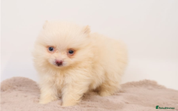 Pomeranian dogs for sale: Beautiful Champion Pomeranian Puppies – Ready Now - Image 5