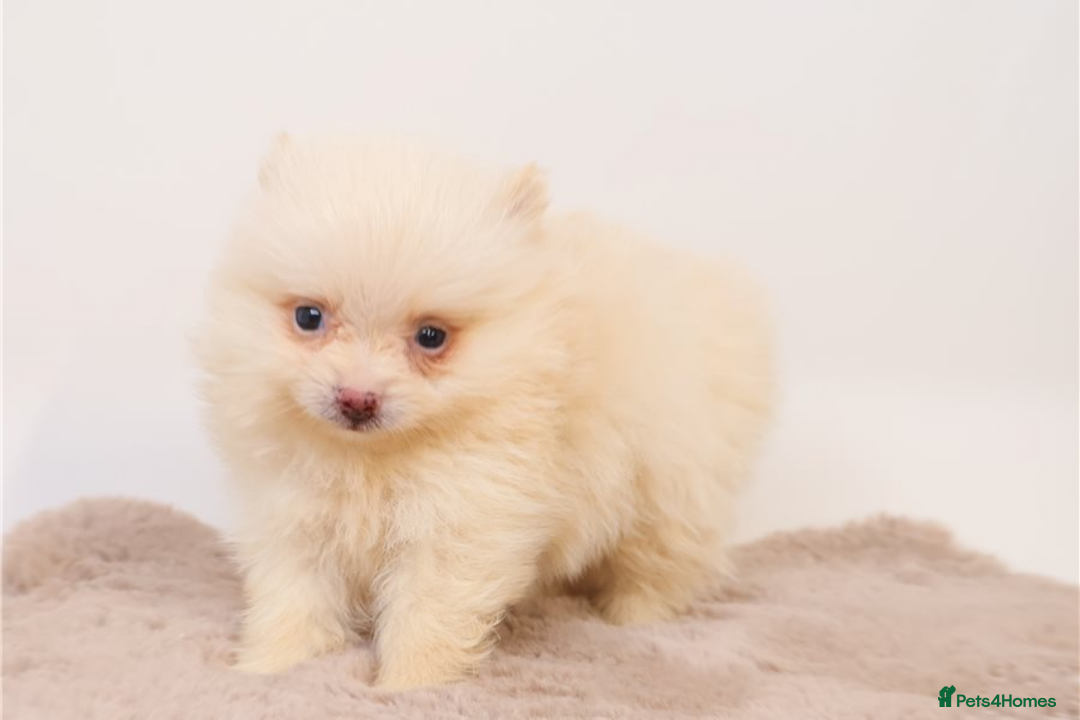 Pomeranian dogs for sale: Beautiful Champion Pomeranian Puppies – Ready Now - Image 5