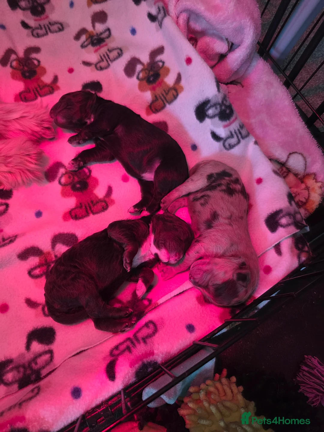 Cockapoo dogs for sale: 🍫 Meet Our Chocolate-Inspired Cockapoo Cuties 🍫 in Stoke-on-Trent - Advert 9