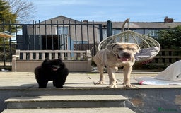 Mixed Breed dogs for sale: Simba - Large Breed - Image 2