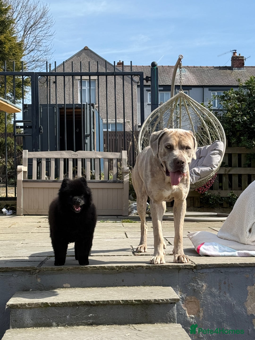 Mixed Breed dogs for sale: Simba - Large Breed - Image 2