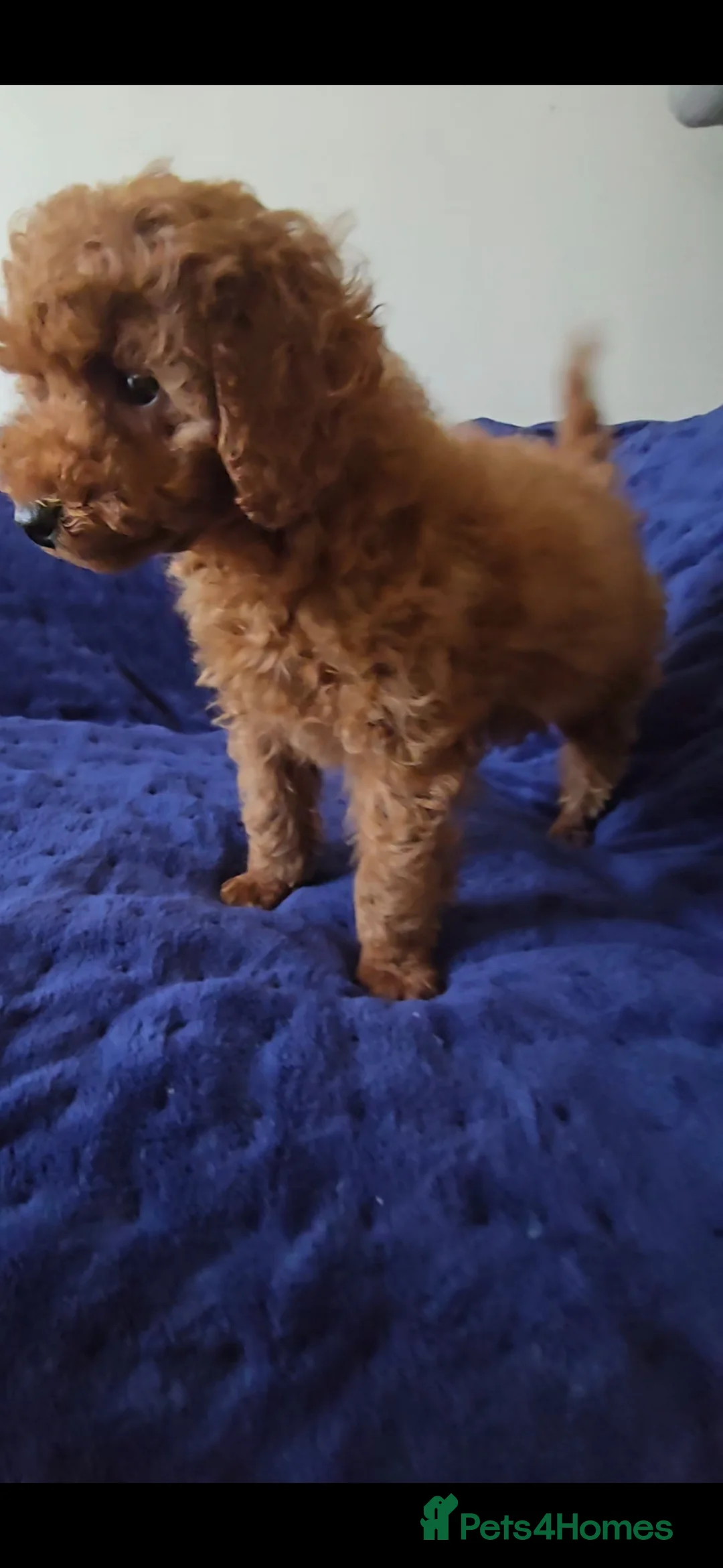 Toy Poodle dogs for sale: Beautiful red toy poodle boy in Nottingham - Advert 2
