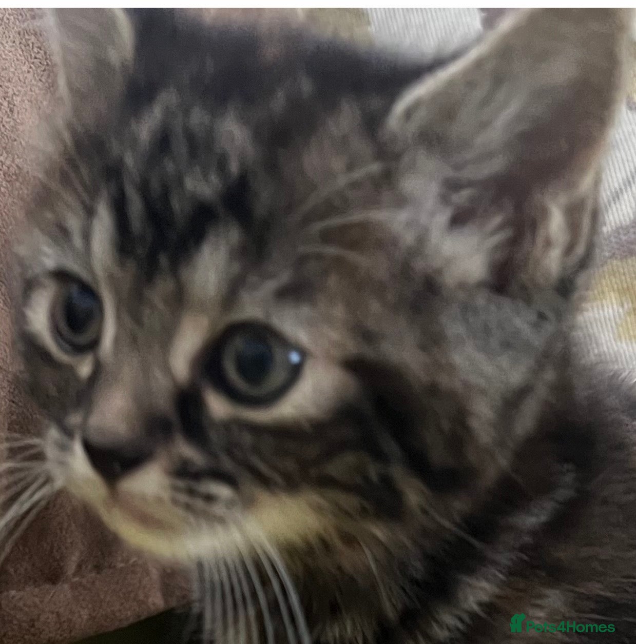 Mixed Breed cats ROMY’S RACY  RASCALS ❤️ - Advert 2