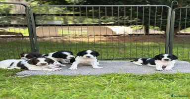 English Springer Spaniel dogs - Advert 1