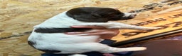 English Springer Spaniel dogs for sale: Working Springer Spaniel Puppies  - Advert 3