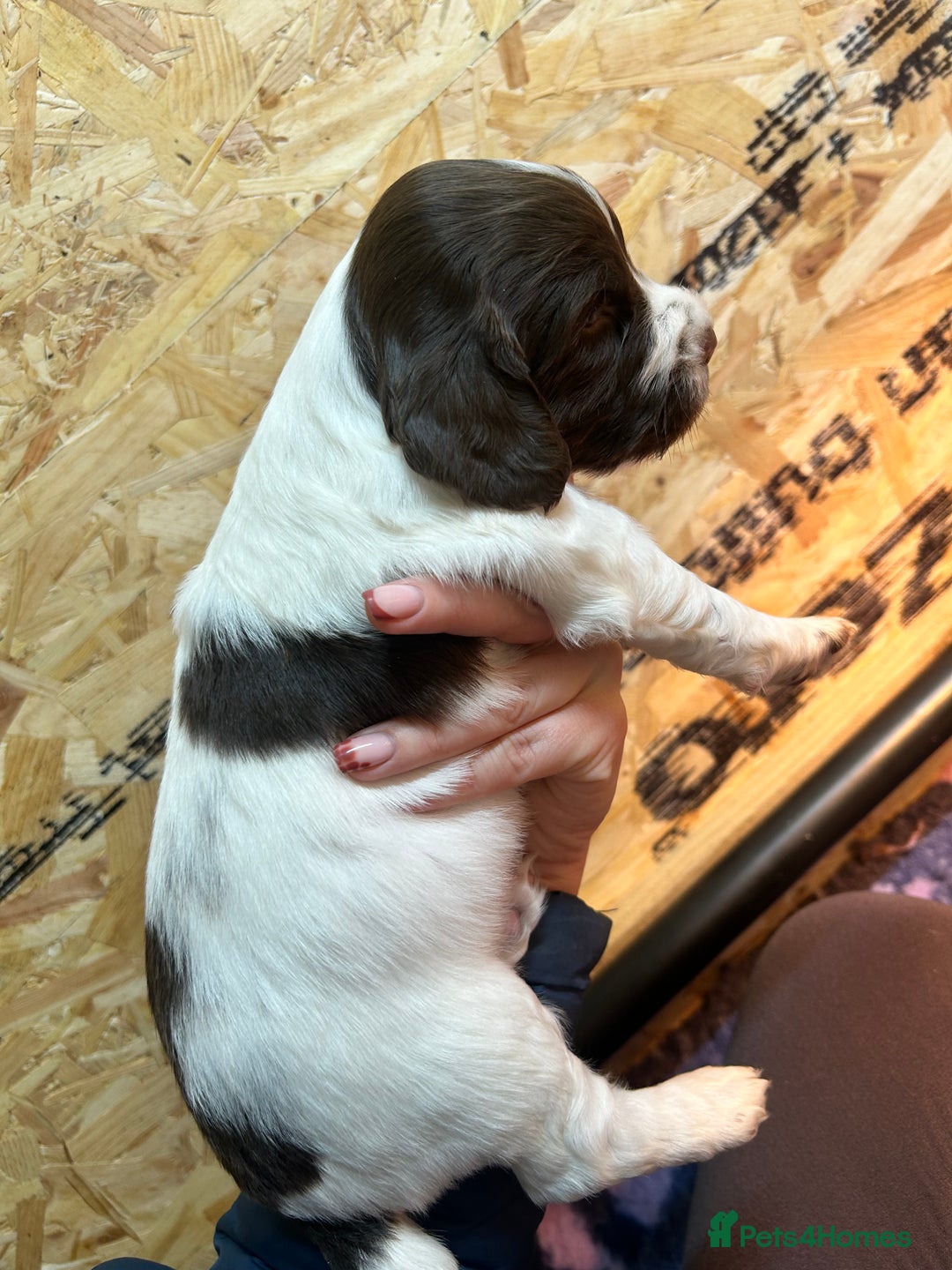 English Springer Spaniel dogs for sale: Working Springer Spaniel Puppies  - Advert 3