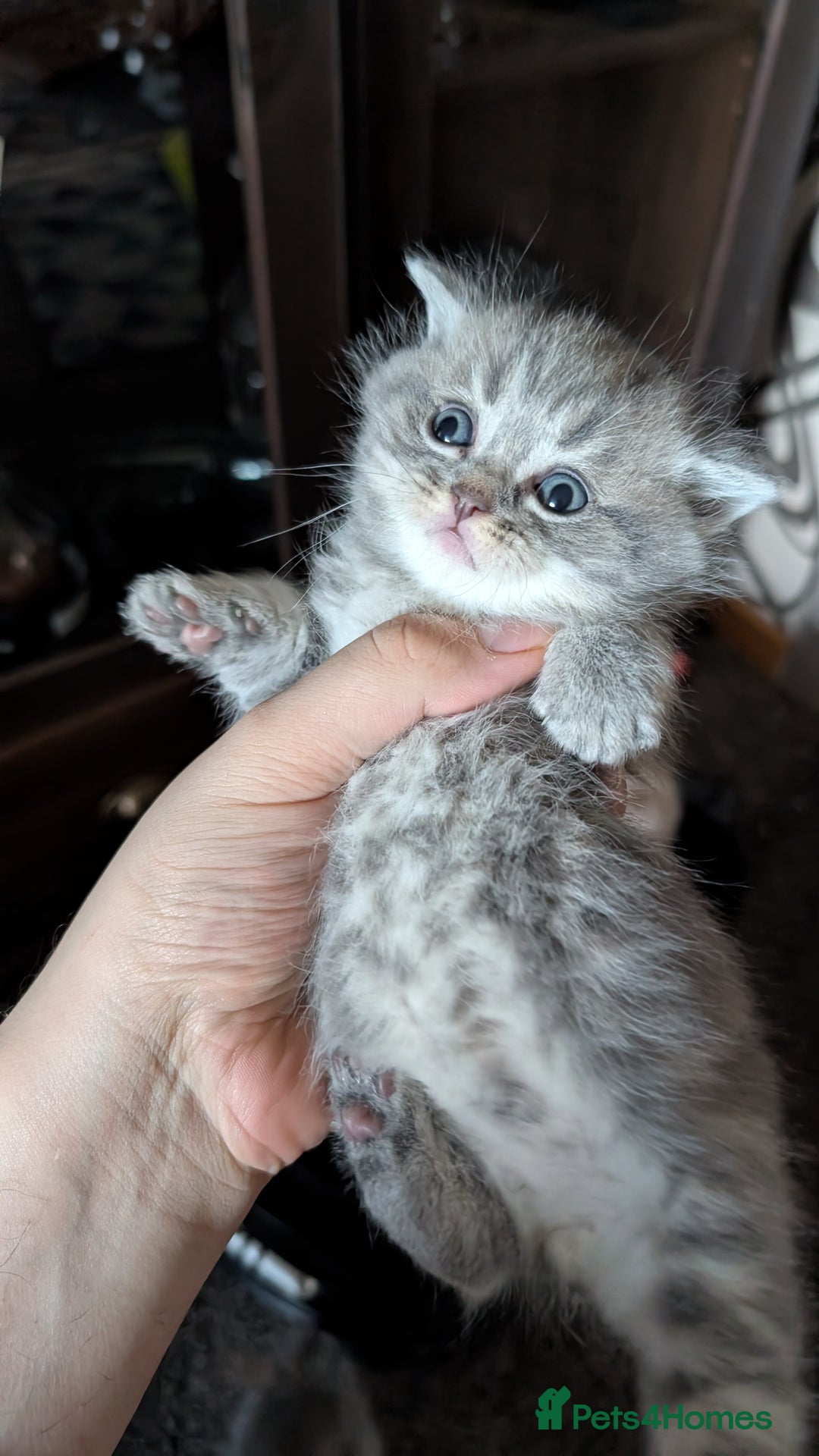British Shorthair cats for sale: British Shorthair kittens - Image 8