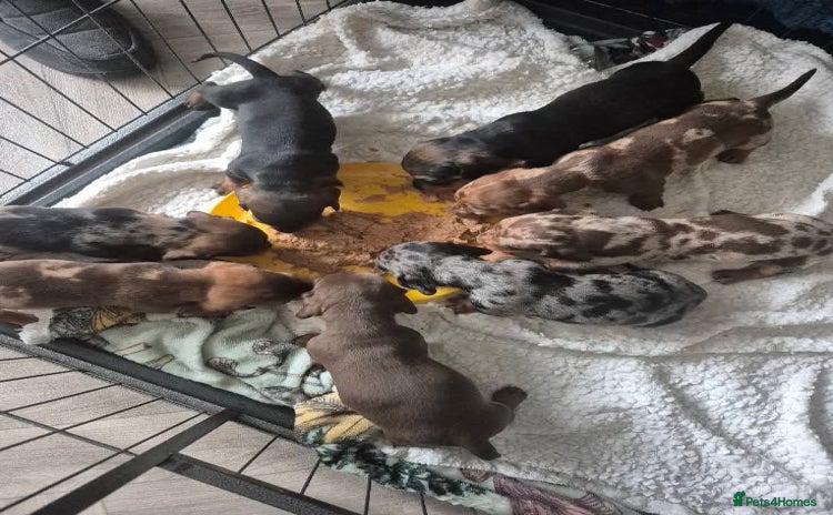 Miniature Dachshund dogs - Advert 4