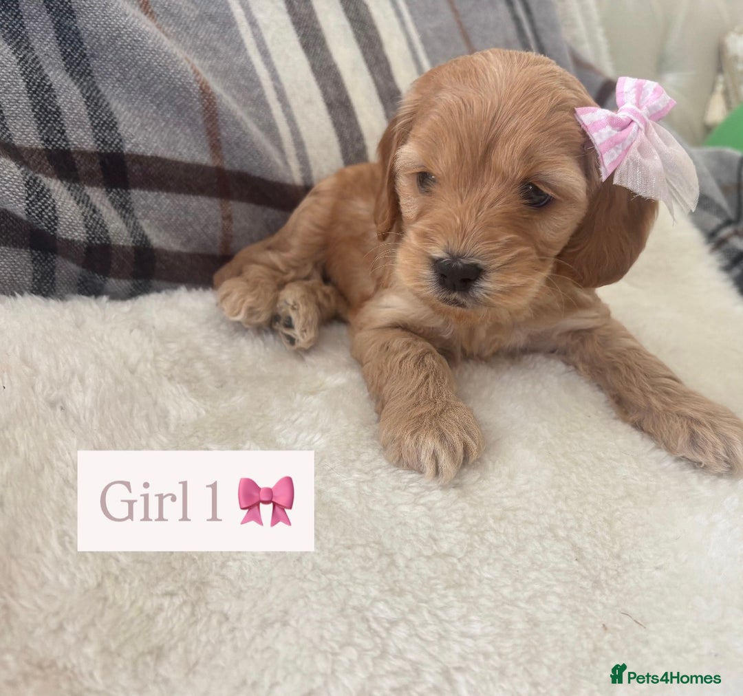 Cockapoo dogs for sale:  🐾SHOW TYPE F1 COCKAPOO PUPPIES 4 BOYS 2 GIRLS 🐾 - Image 13
