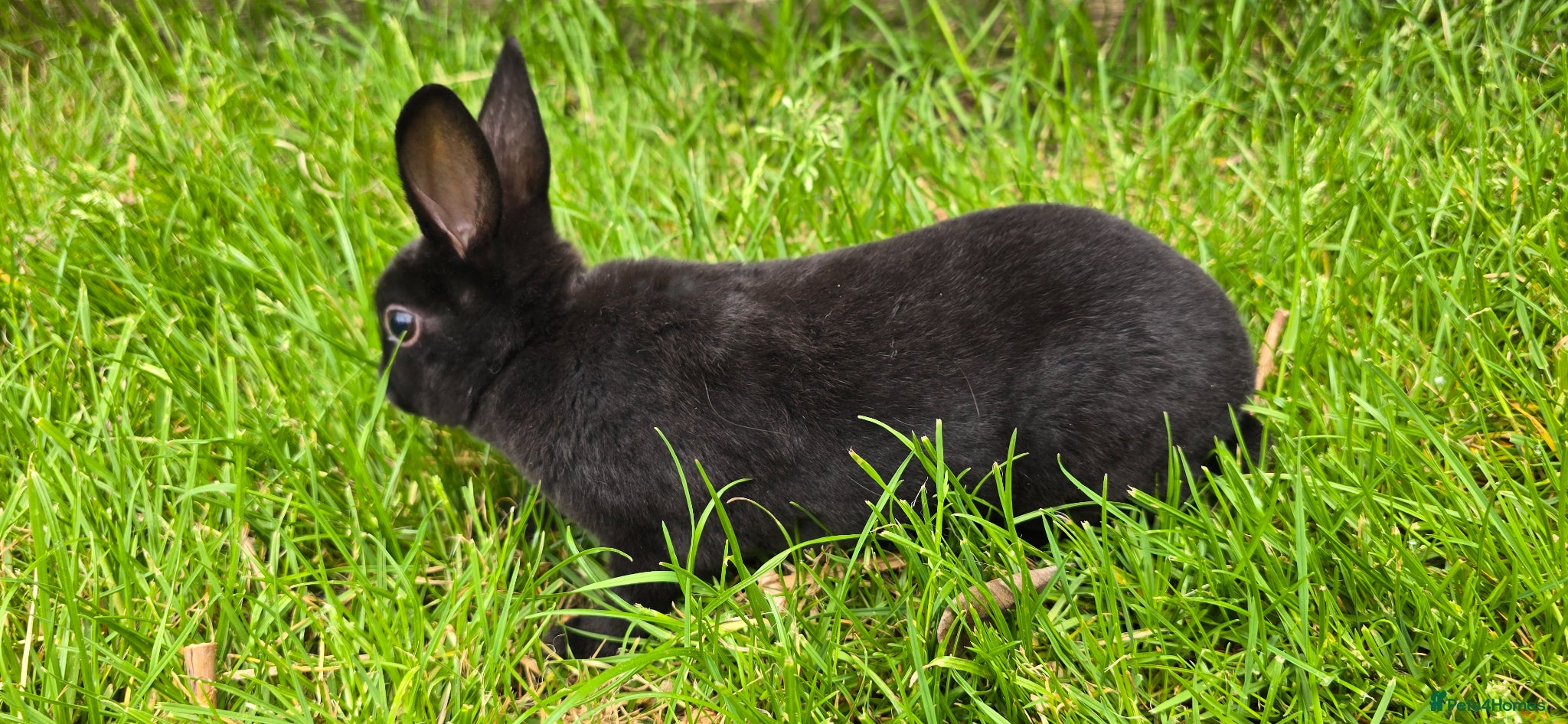 Rex rabbits for sale: 1 Mini rex buck - Advert 2