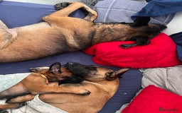 Belgian Shepherd Dog dogs for sale: Malinois puppies. Mother FCI/Father working dog - Image 14