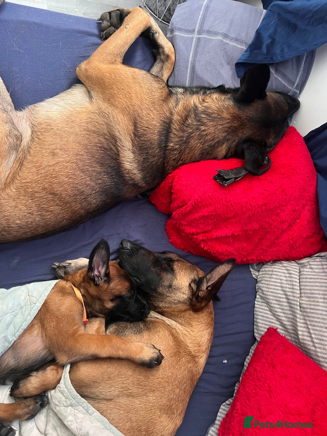 Belgian Shepherd Dog dogs for sale: Malinois puppies. Mother FCI/Father working dog - Image 14