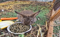 Lionhead rabbits for sale: 5 beautiful lion head cross bunny's  - Image 5