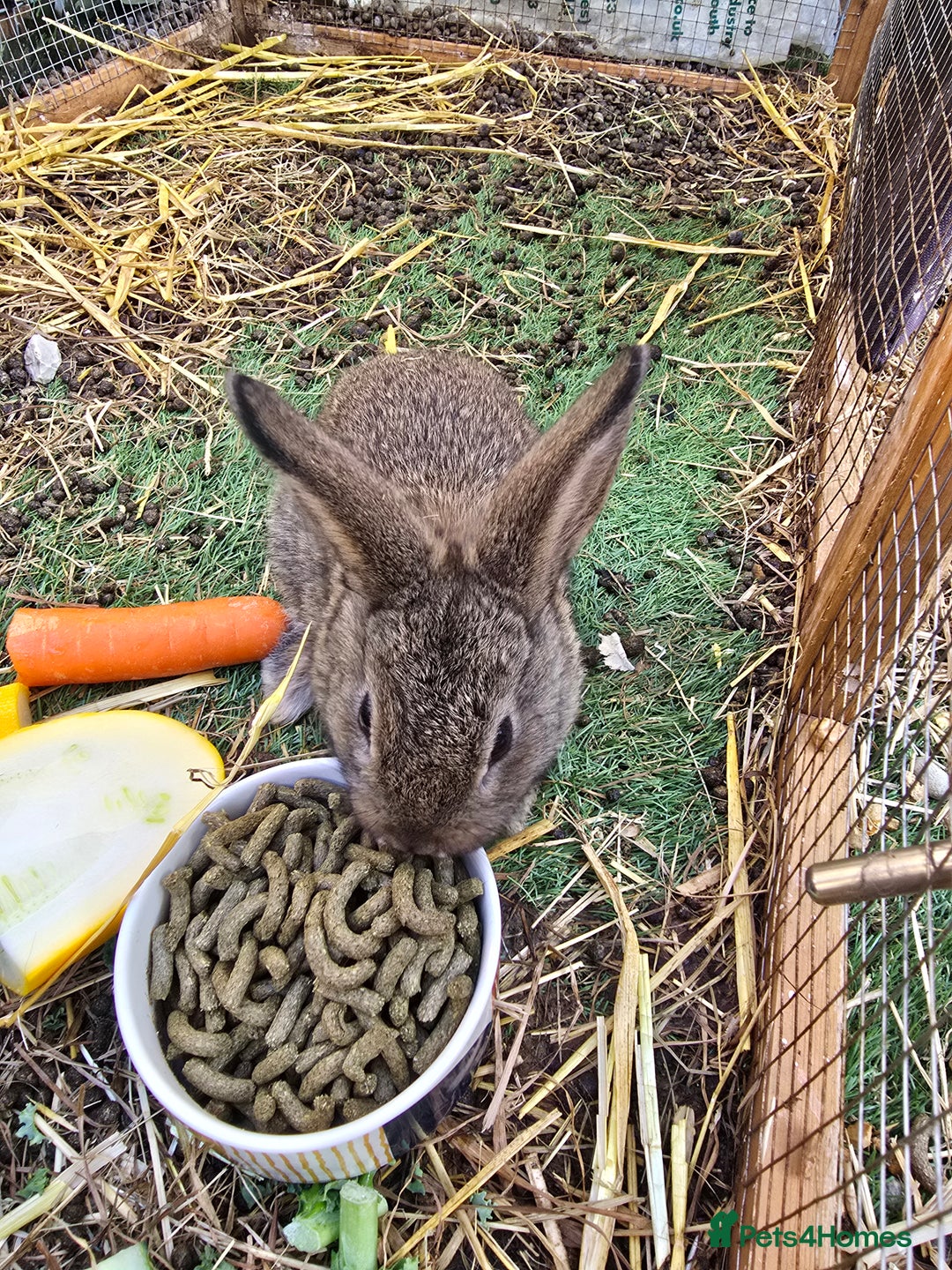 Lionhead rabbits for sale: 5 beautiful lion head cross bunny's  - Image 5