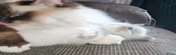 Mixed Breed cats for sale: Ragdoll cross kitten's - Advert 23