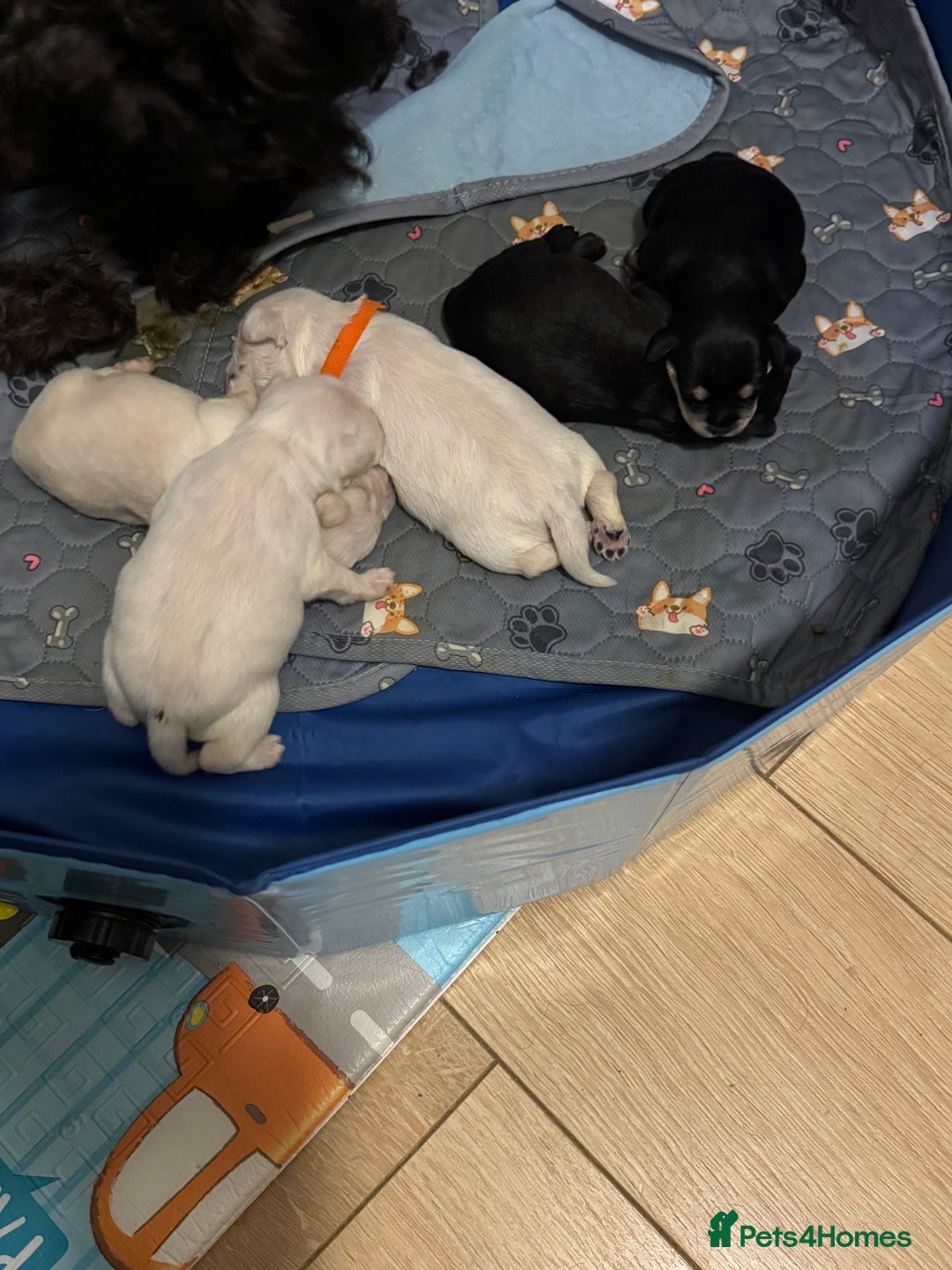 Miniature Schnauzer dogs for sale: KC registered Miniature Schnauzer Puppies - Advert 4