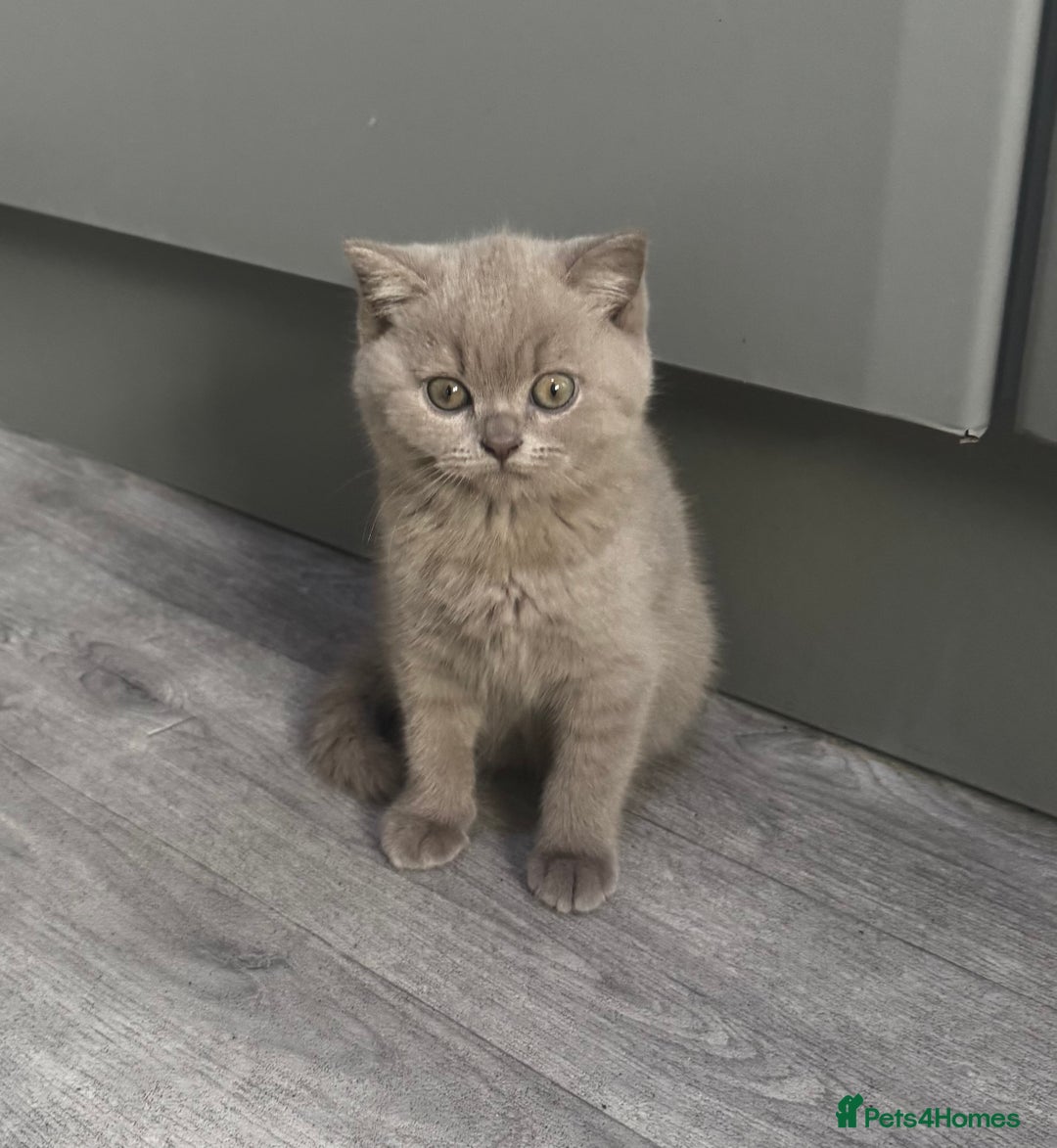 British Shorthair cats for sale: Beautiful Lilac BSH Kittens – Pedigree Parents - Advert 10