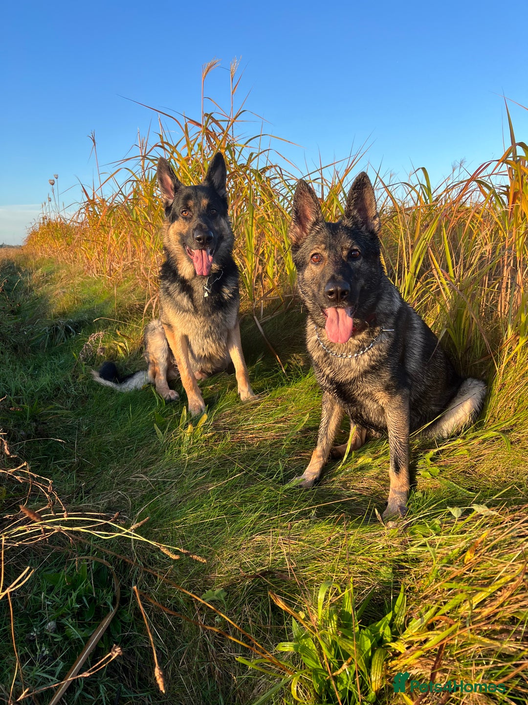 German Shepherd dogs for sale: Stunning German Shepard Litter On Their Way - Image 13