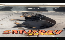 Rottweiler dogs for sale: 8 year old Rottweiler “Ronnie” - Image 4