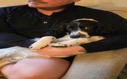Sprocker dogs for sale: Sprocker Spaniel Lenny - Image 7