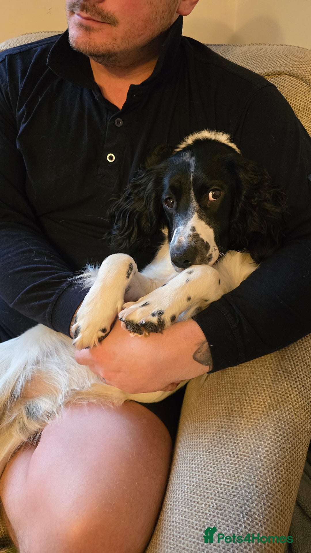 Sprocker dogs for sale: Sprocker Spaniel Lenny - Image 7