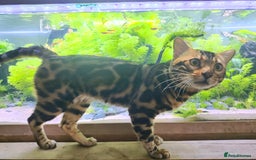 Bengal cats for stud: Rehoming 🔥 Clouded Bengal Stud TICA Amazing🔥 in Durham - Image 13