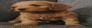 Cockapoo 5