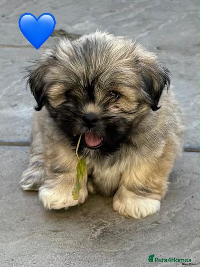 Lhasa Apso dogs Two Beautiful Puppies KC reg GPRA4 clear - Advert 4