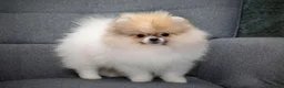 Pomeranian dogs for sale: Pom girl from 5⭐ licensed breeder - Advert 12