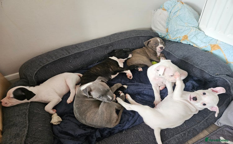 Staffordshire Bull Terrier dogs - Advert 15