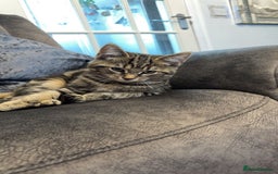 American Shorthair cats for sale: 3 Tabby kittens and 1 bombay kitten - Image 5