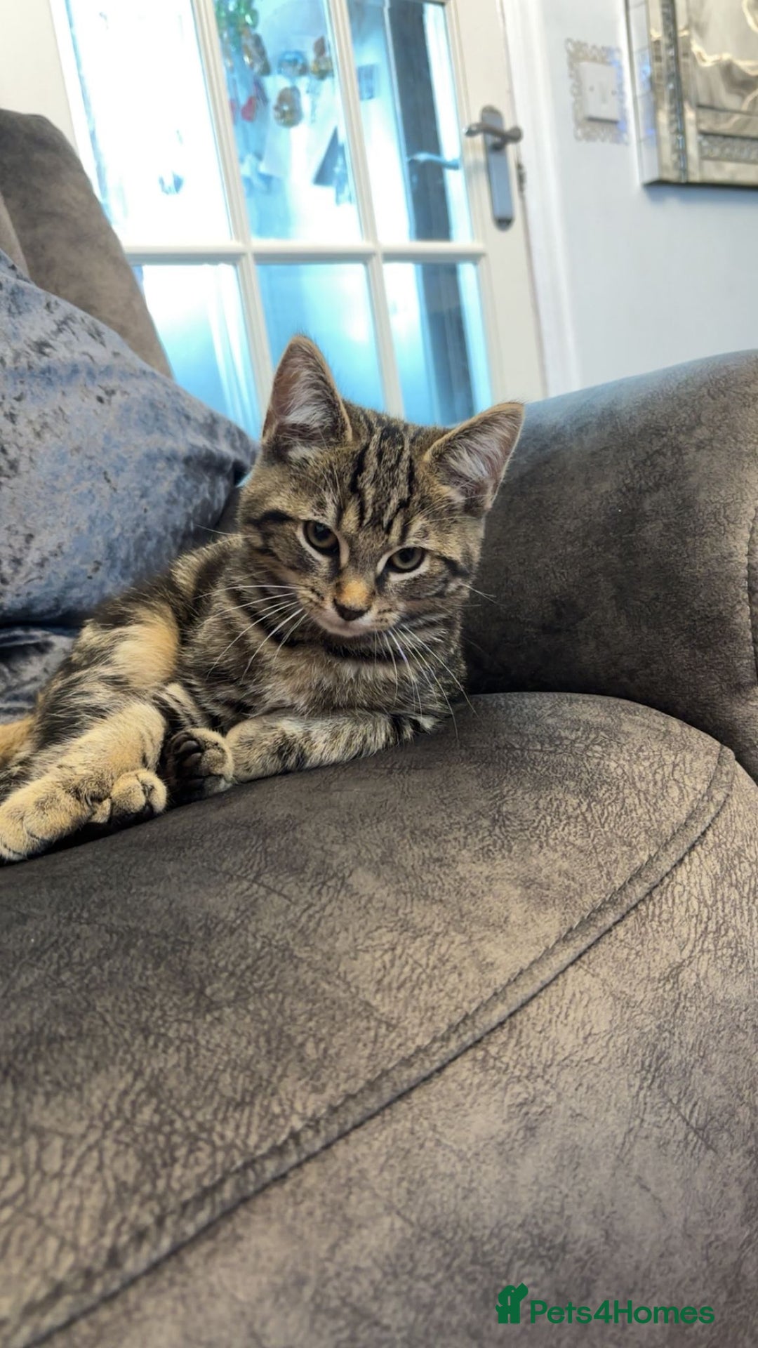 American Shorthair cats for sale: 3 Tabby kittens and 1 bombay kitten - Image 5