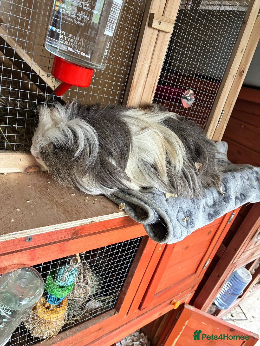 Guinea Pig rodents for sale: Baby pigs for sale !  - Advert 9