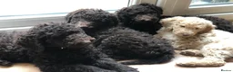 Labradoodle dogs for stud: Hypoallergenic Health Checked Labradoodle PROVEN  - Advert 29