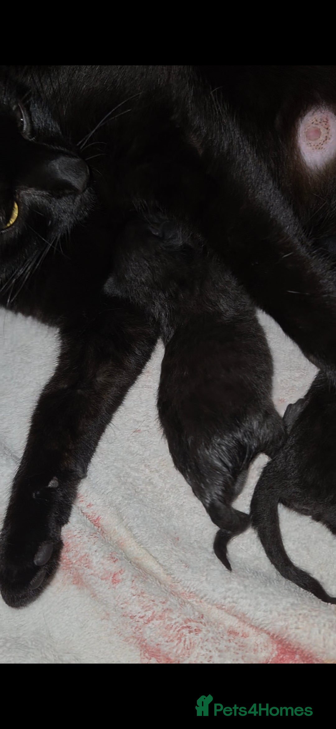 Mixed Breed cats for sale: Cute quiet little girl - Image 4