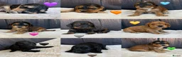 Cockapoo dogs for sale: Outstanding F1 Cockapoos🩵 🩷 Fully H/T Parents!🧬 - Advert 2