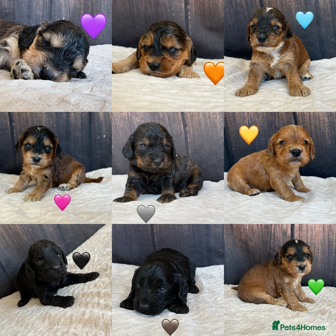 Cockapoo dogs for sale: Outstanding F1 Cockapoos🩵 🩷 Fully H/T Parents!🧬 - Advert 2