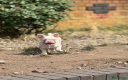 French Bulldog dogs for sale: PRICE REDUCED!! PINK HUSKY FRENCH BULLDOGS - Image 18