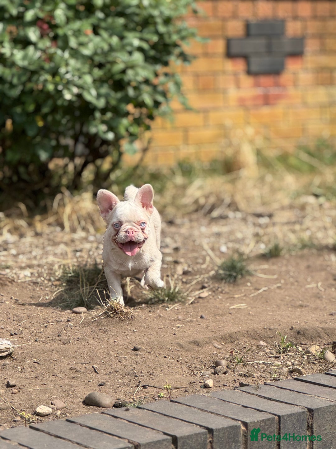 French Bulldog dogs for sale: PRICE REDUCED!! PINK HUSKY FRENCH BULLDOGS - Image 18